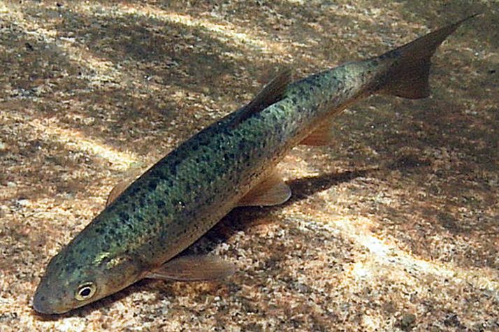 Pseudochondrostoma duriense_07.jpg